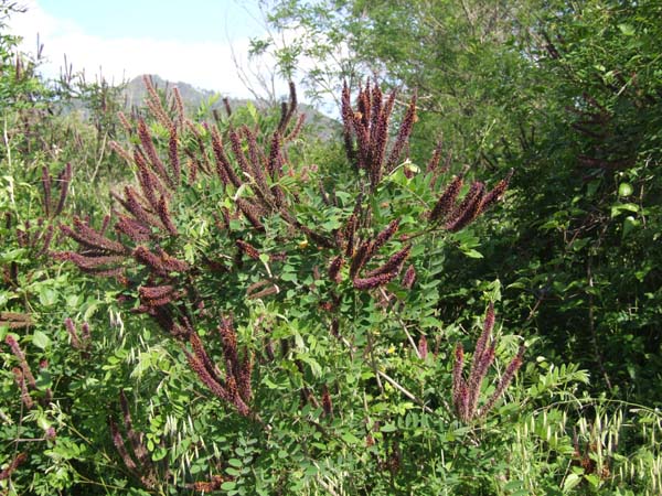 Amorpha fruticosa / Indaco bastardo (pianta coltivata)